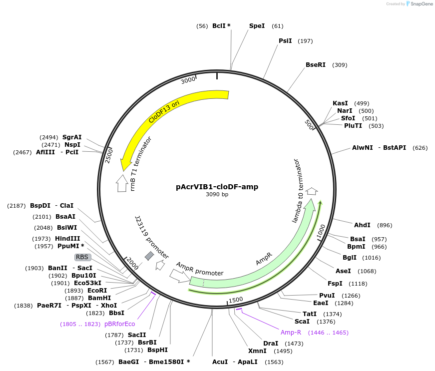 184843-plasmid-map-sequence-id-381561