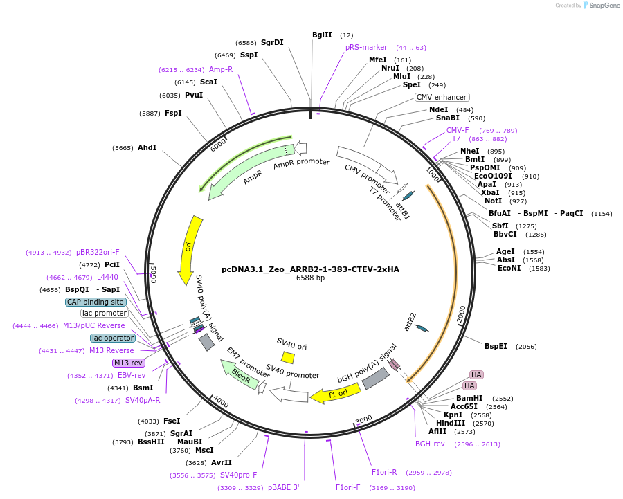194382-plasmid-map-sequence-id-381564