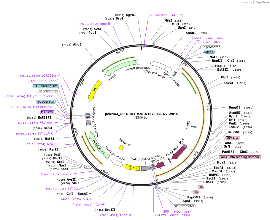 194361-plasmid-map-sequence-id-381574