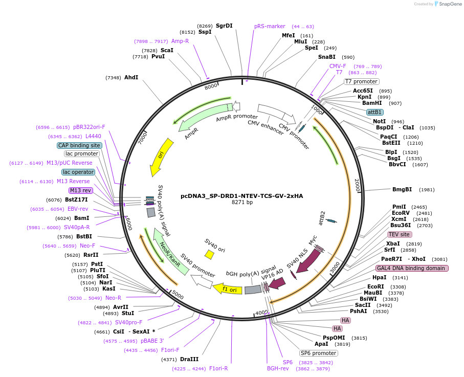 194359-plasmid-map-sequence-id-381579