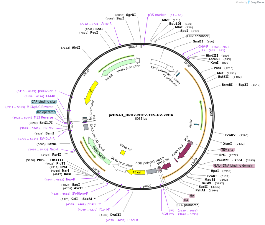 194362-plasmid-map-sequence-id-381589