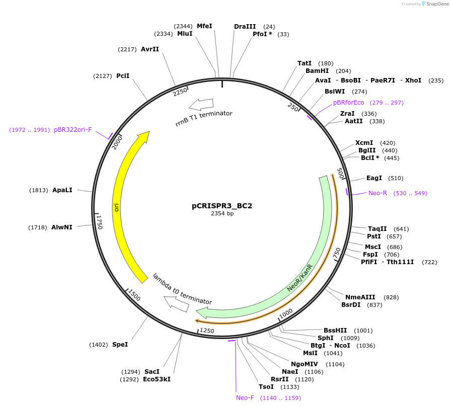 191857-plasmid-map-sequence-id-381604