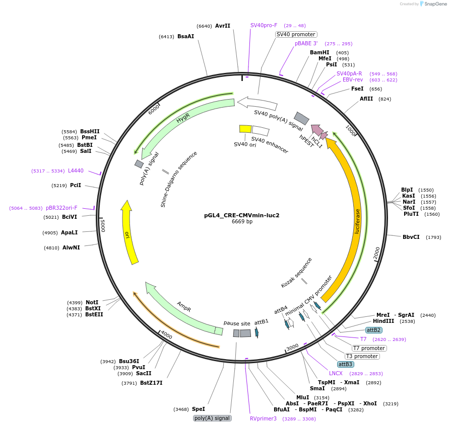 194384-plasmid-map-sequence-id-381615