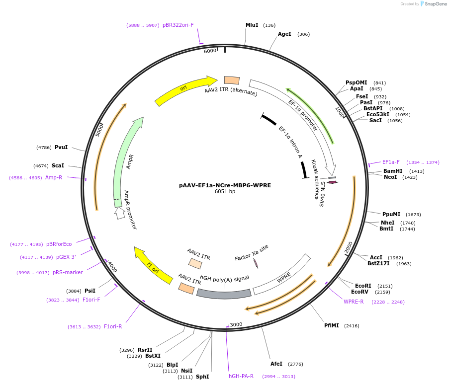 193916-plasmid-map-sequence-id-381693