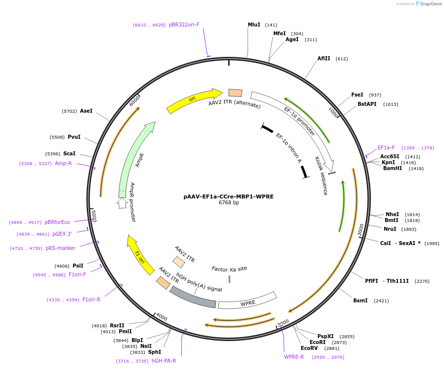193917-plasmid-map-sequence-id-381695