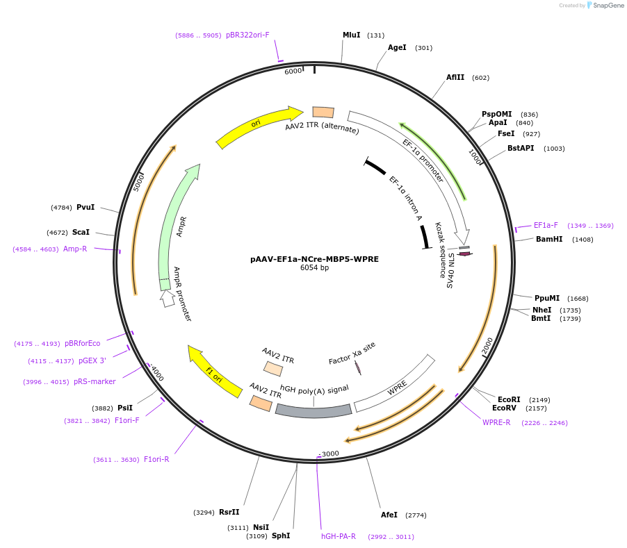 193918-plasmid-map-sequence-id-381696