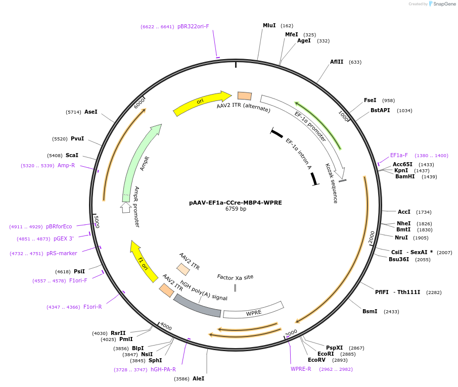 193919-plasmid-map-sequence-id-381698