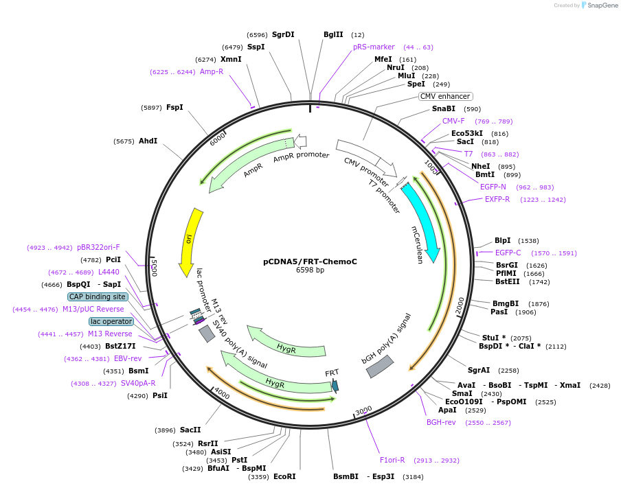 193809-plasmid-map-sequence-id-381724