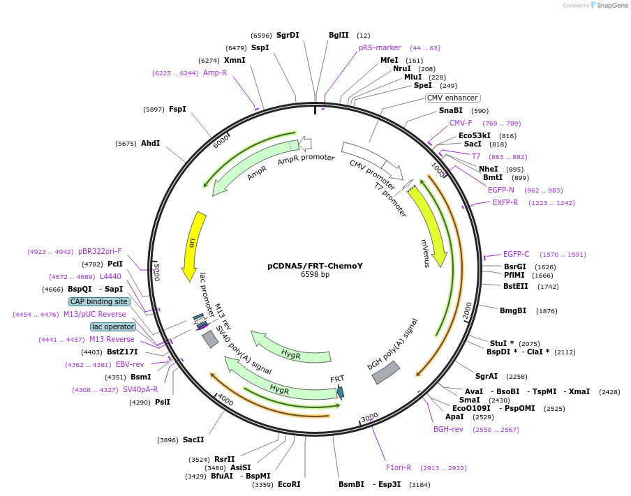 193810-plasmid-map-sequence-id-381725