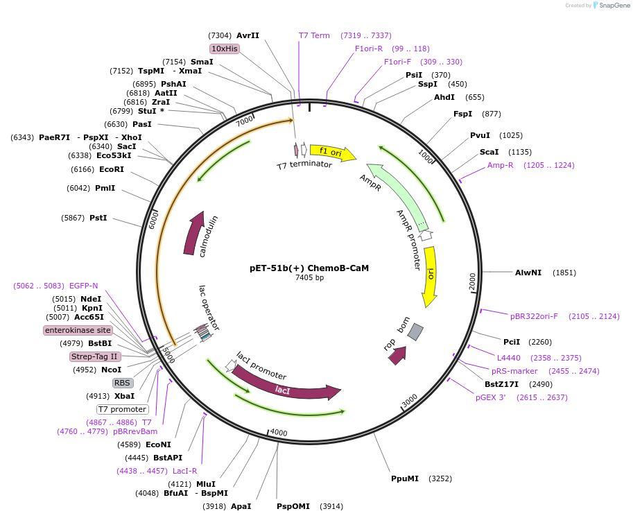 193812-plasmid-map-sequence-id-381758