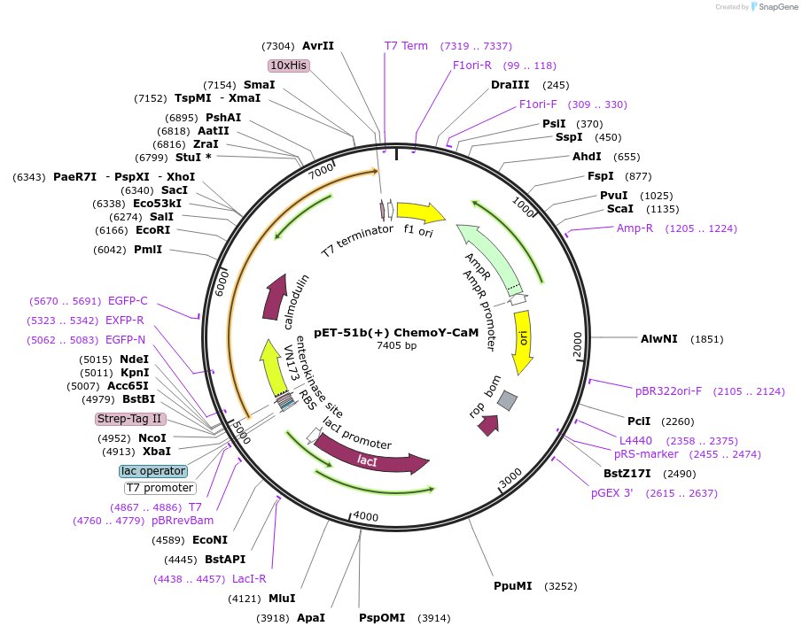 193814-plasmid-map-sequence-id-381760