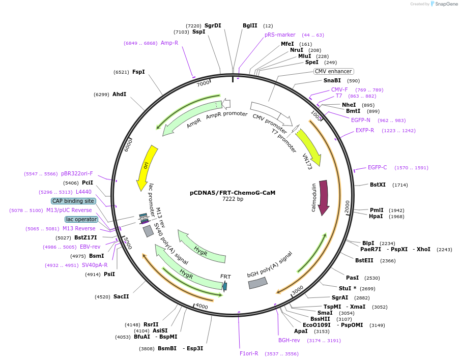 193816-plasmid-map-sequence-id-381763