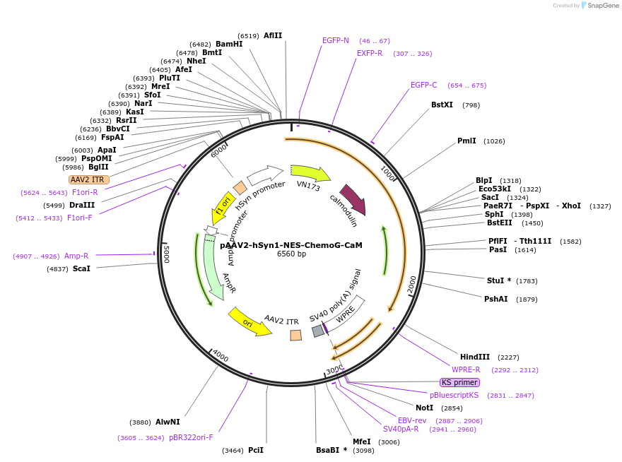 193817-plasmid-map-sequence-id-381764