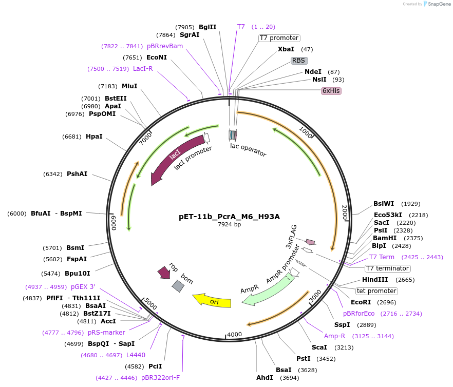 194156-plasmid-map-sequence-id-381766