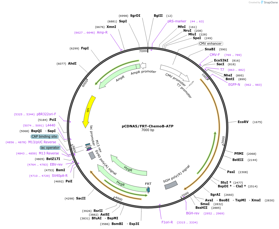 193819-plasmid-map-sequence-id-381767
