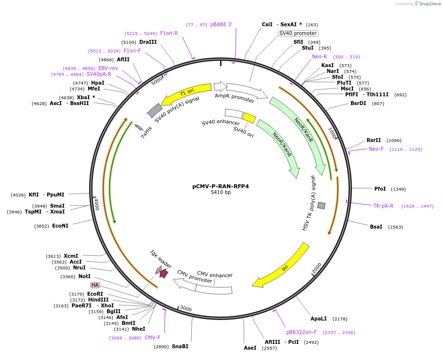 106410-plasmid-map-sequence-id-381783