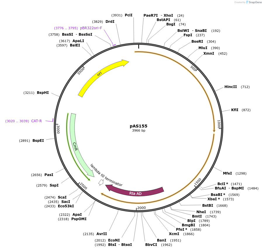 194478-plasmid-map-sequence-id-381822
