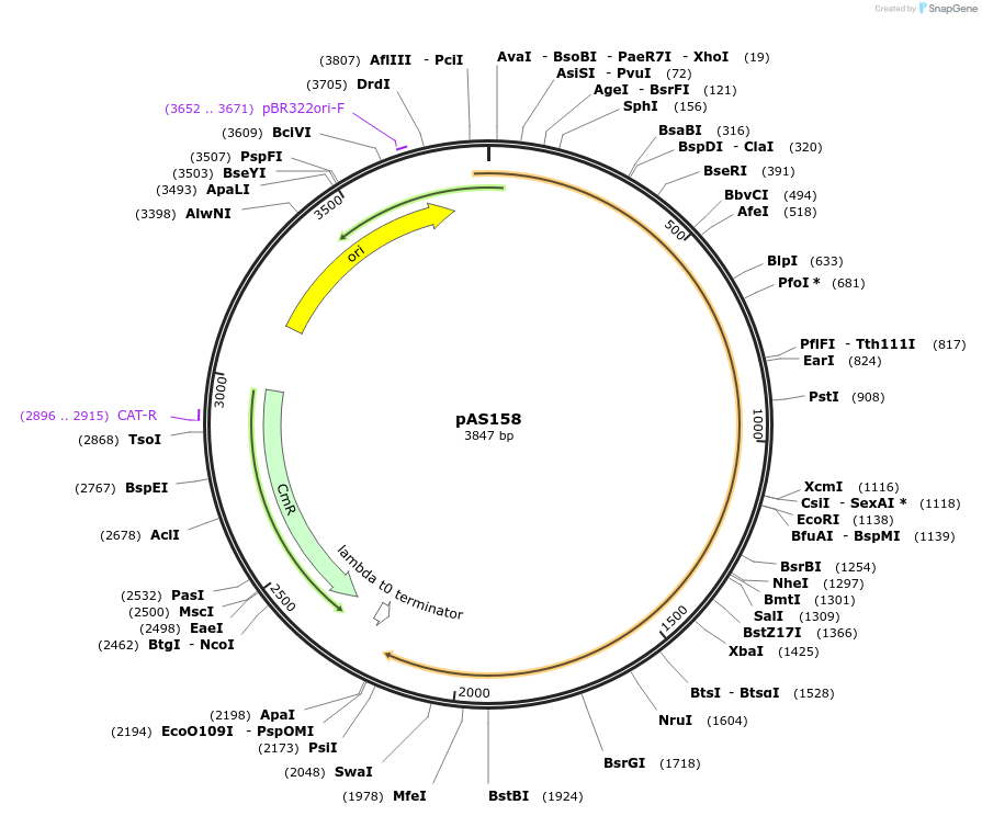 194481-plasmid-map-sequence-id-381827