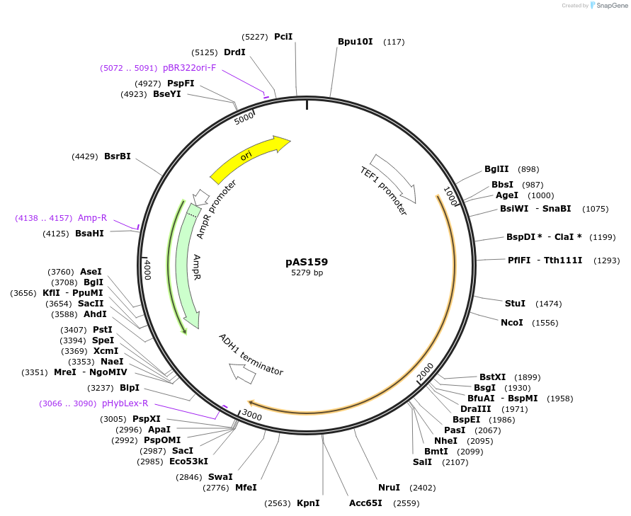 194482-plasmid-map-sequence-id-381828