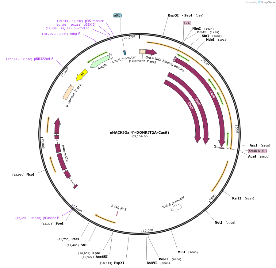 194768-plasmid-map-sequence-id-381830