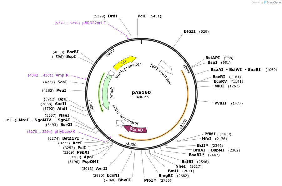 194483-plasmid-map-sequence-id-381831