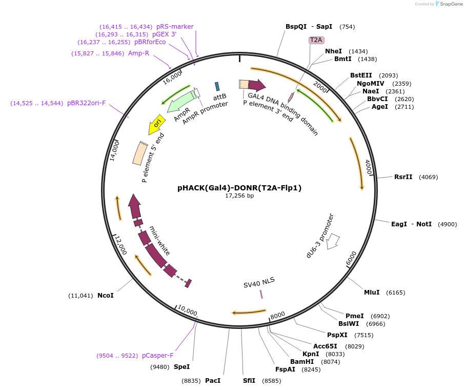 194770-plasmid-map-sequence-id-381833