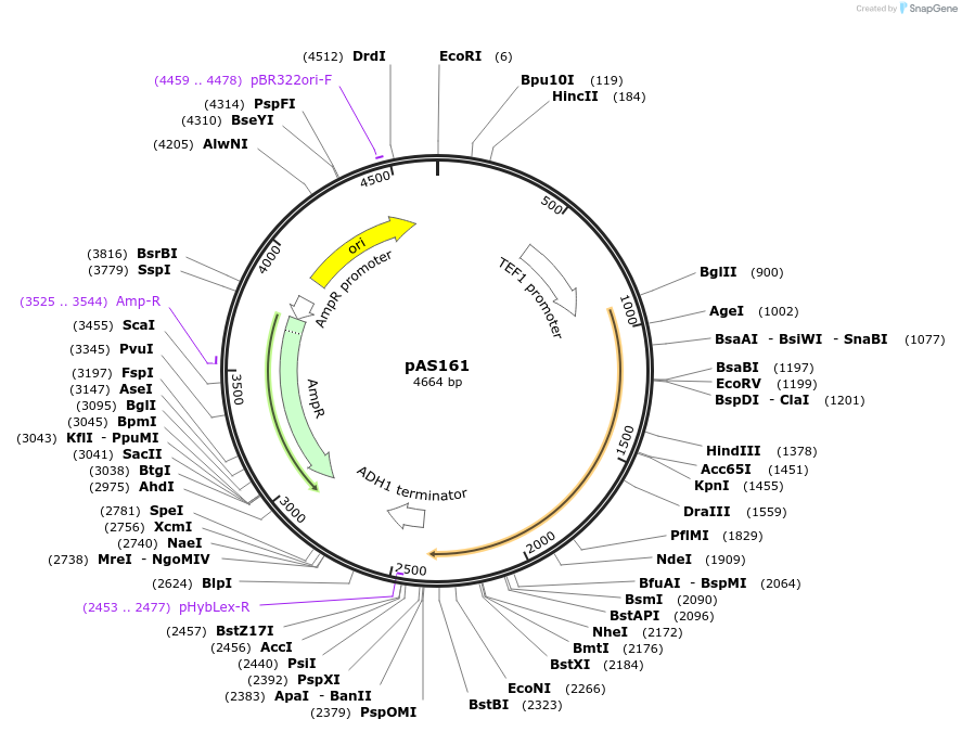 194484-plasmid-map-sequence-id-381834