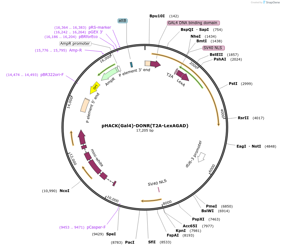 194769-plasmid-map-sequence-id-381835