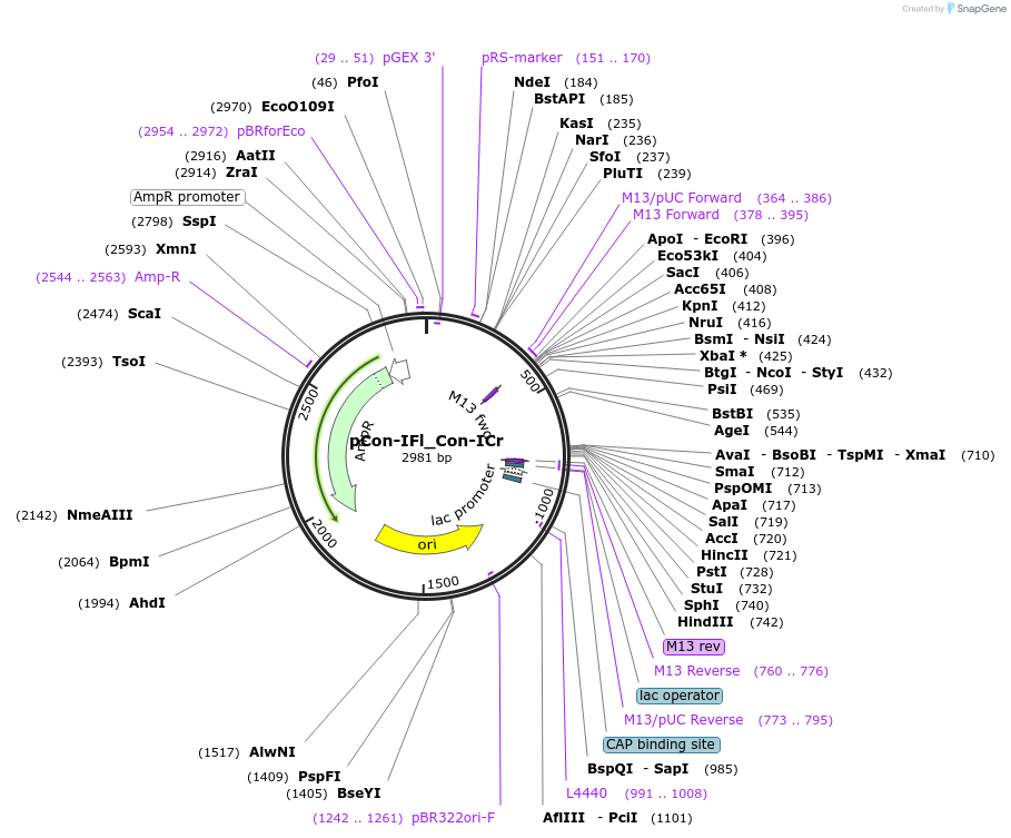 192211-plasmid-map-sequence-id-381841