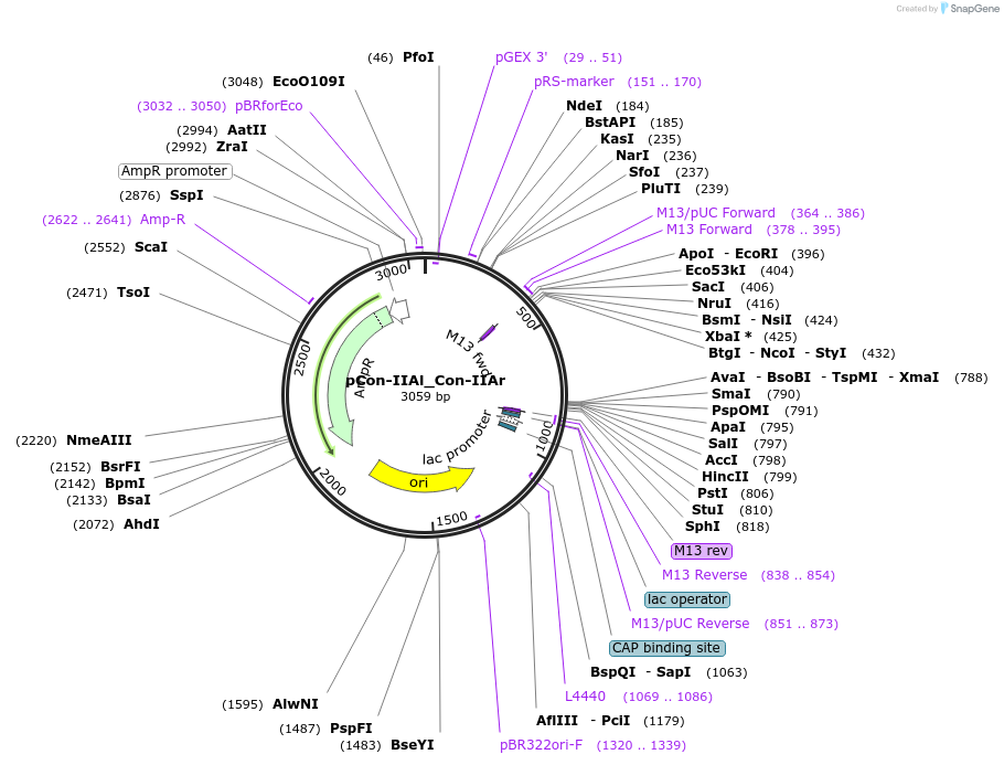 192215-plasmid-map-sequence-id-381842