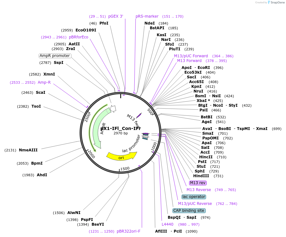192216-plasmid-map-sequence-id-381843