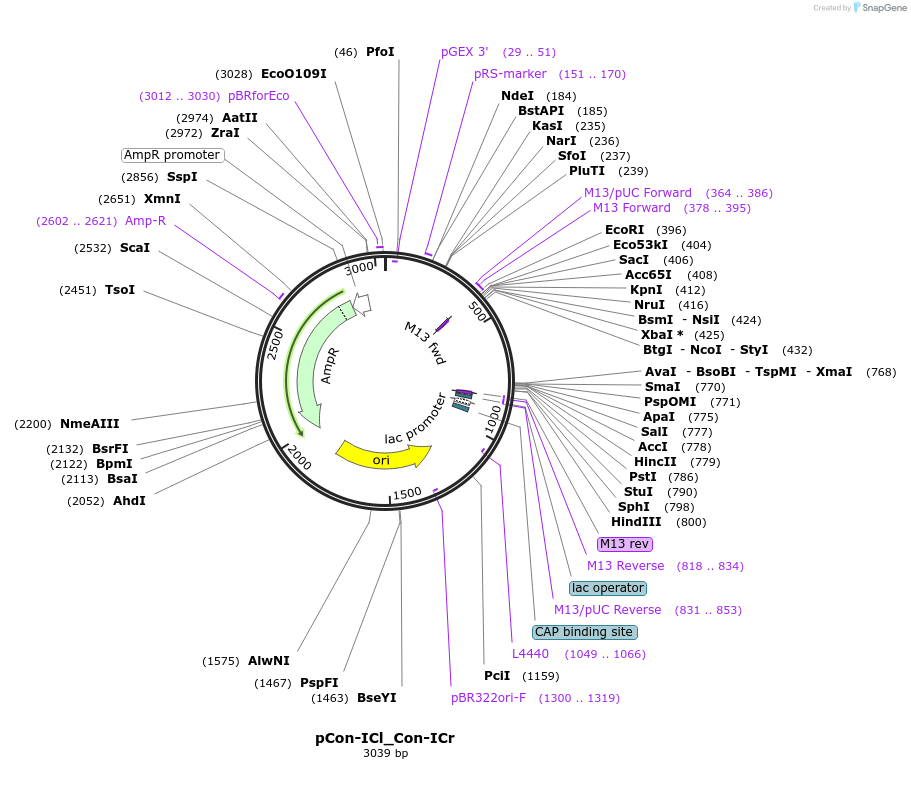192214-plasmid-map-sequence-id-381844