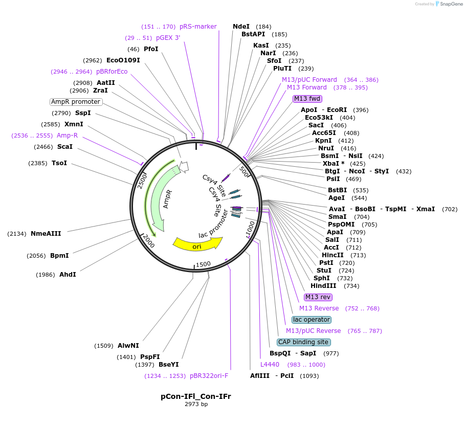 192209-plasmid-map-sequence-id-381845