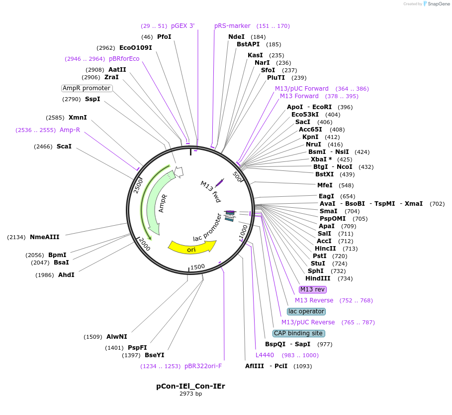 192213-plasmid-map-sequence-id-381902