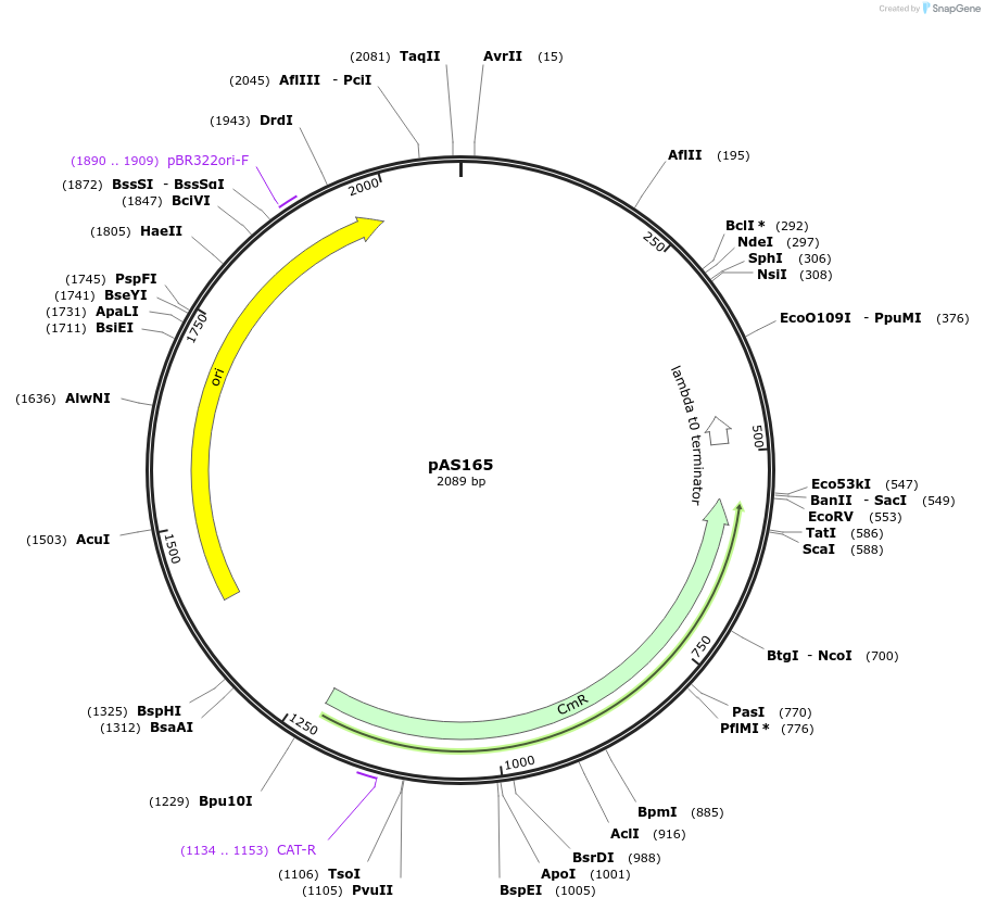 194488-plasmid-map-sequence-id-381903