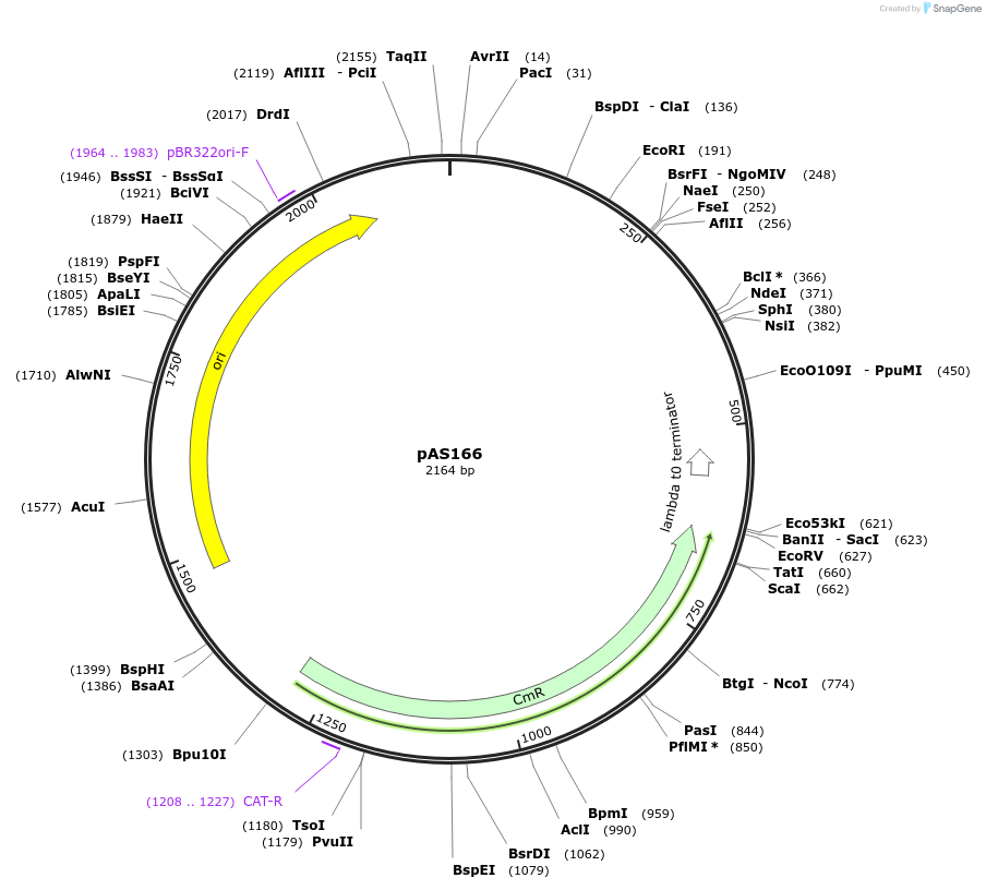 194489-plasmid-map-sequence-id-381908