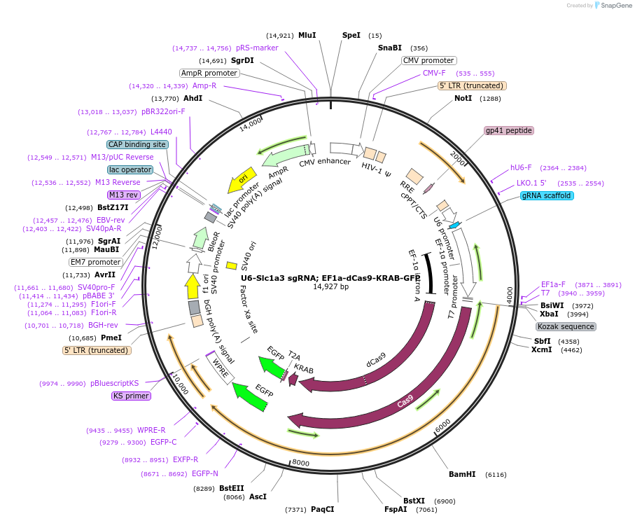 194283-plasmid-map-sequence-id-381909