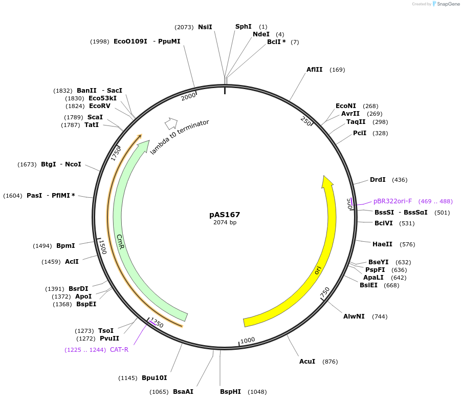 194490-plasmid-map-sequence-id-381913