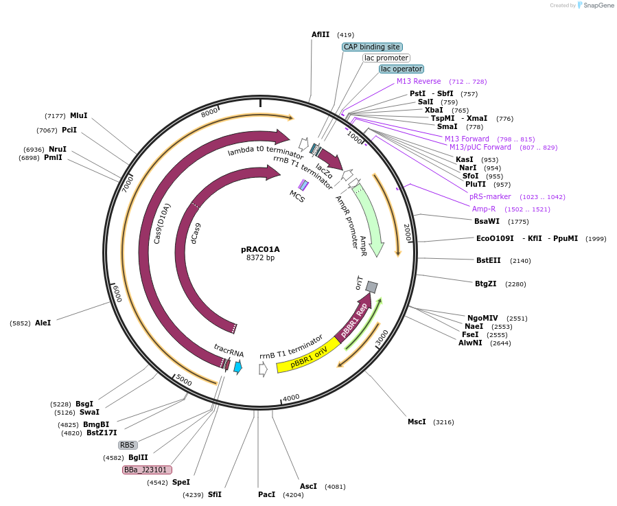 193730-plasmid-map-sequence-id-381916