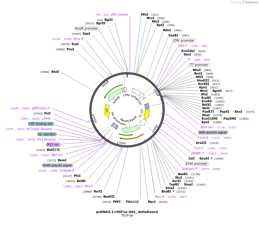 194173-plasmid-map-sequence-id-381919