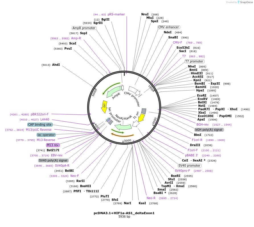 194174-plasmid-map-sequence-id-381929