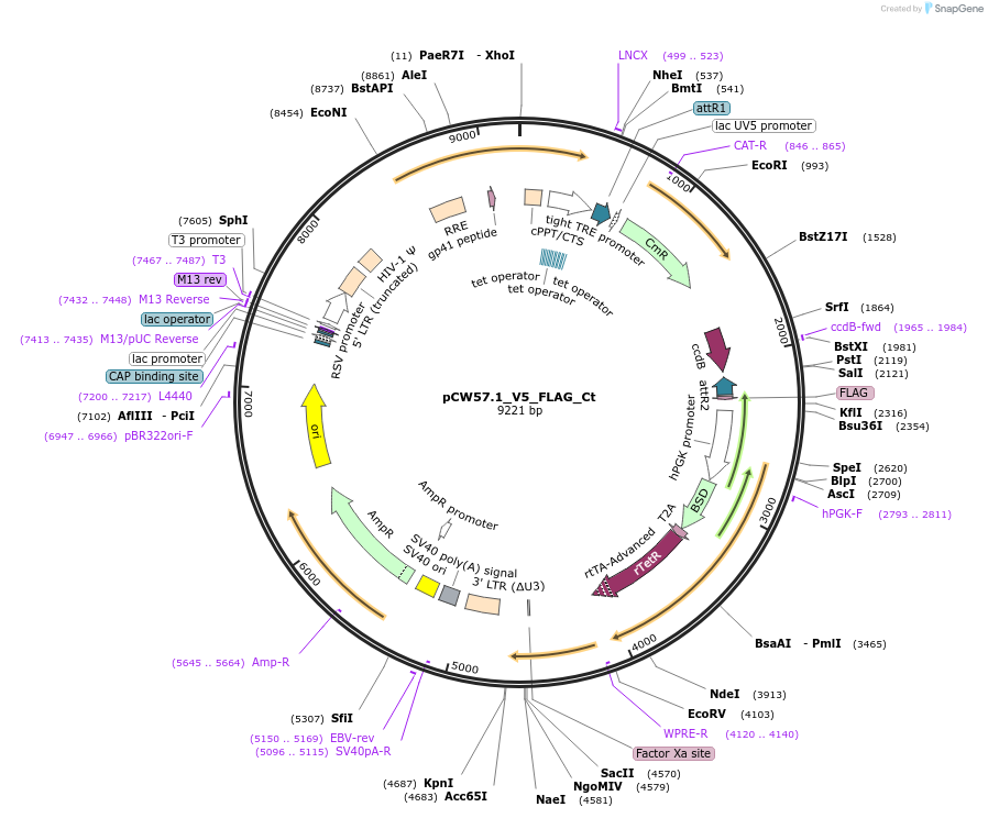 194075-plasmid-map-sequence-id-381944