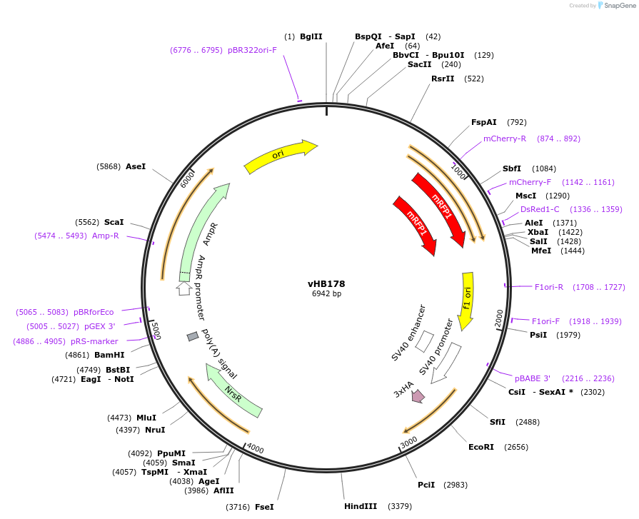 193457-plasmid-map-sequence-id-381948