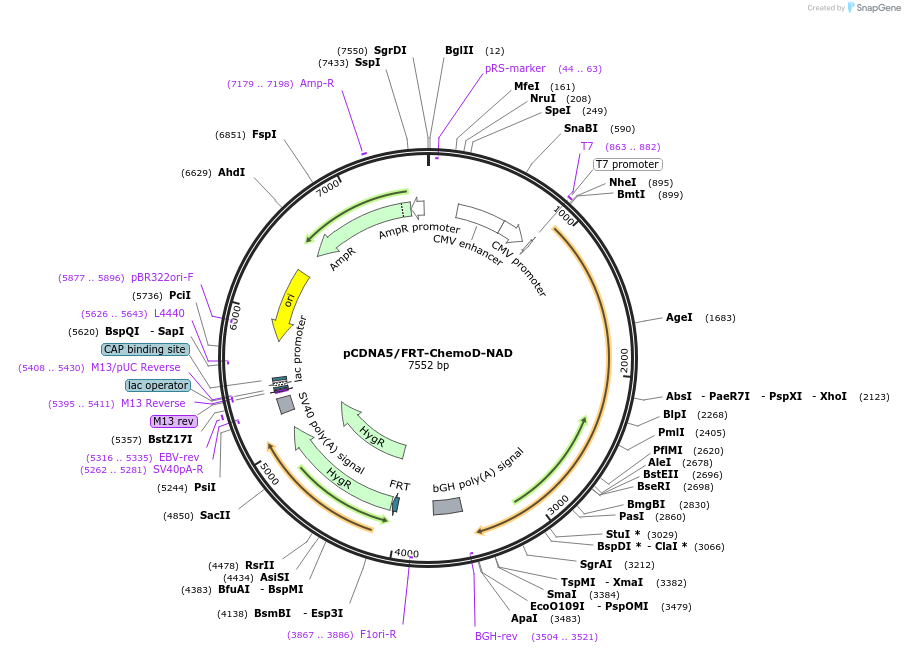 193826-plasmid-map-sequence-id-381954