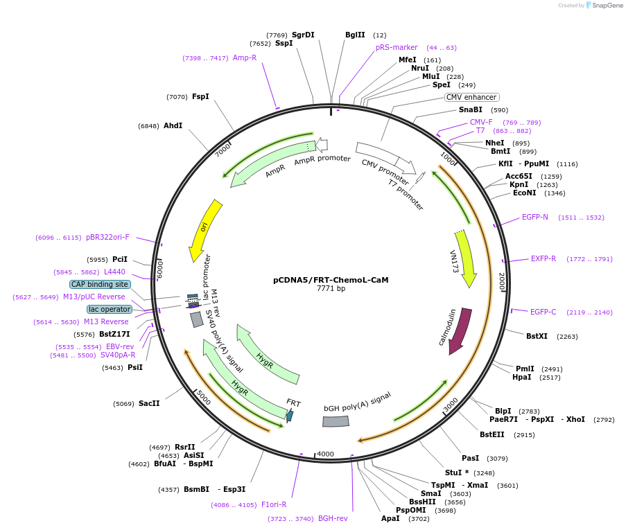 193830-plasmid-map-sequence-id-381958