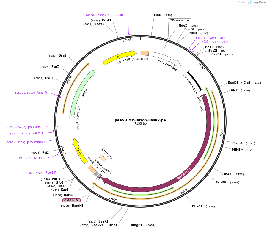 192487-plasmid-map-sequence-id-381959