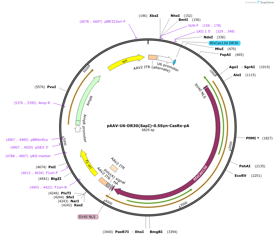 192492-plasmid-map-sequence-id-381962