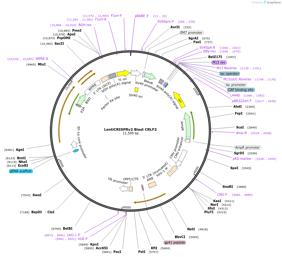 194090-plasmid-map-sequence-id-381967