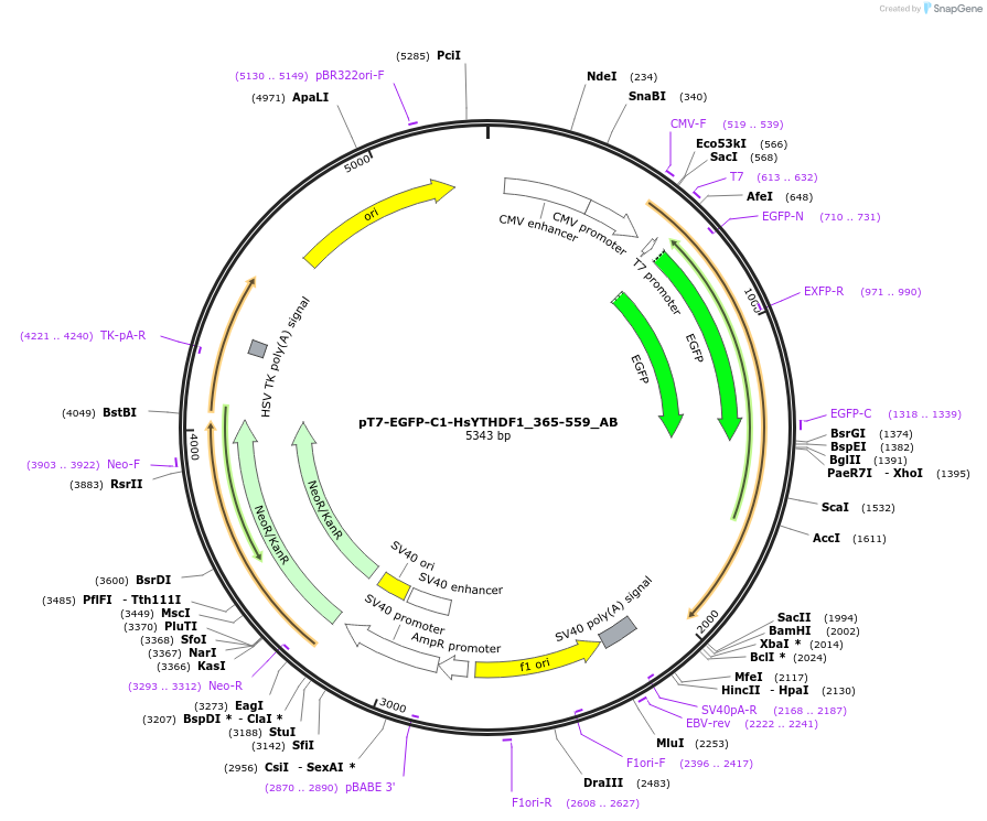 148309-plasmid-map-sequence-id-381968