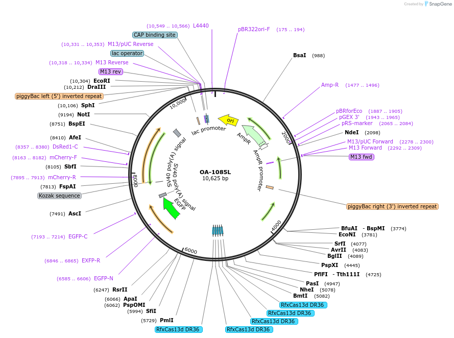 191376-plasmid-map-sequence-id-381988